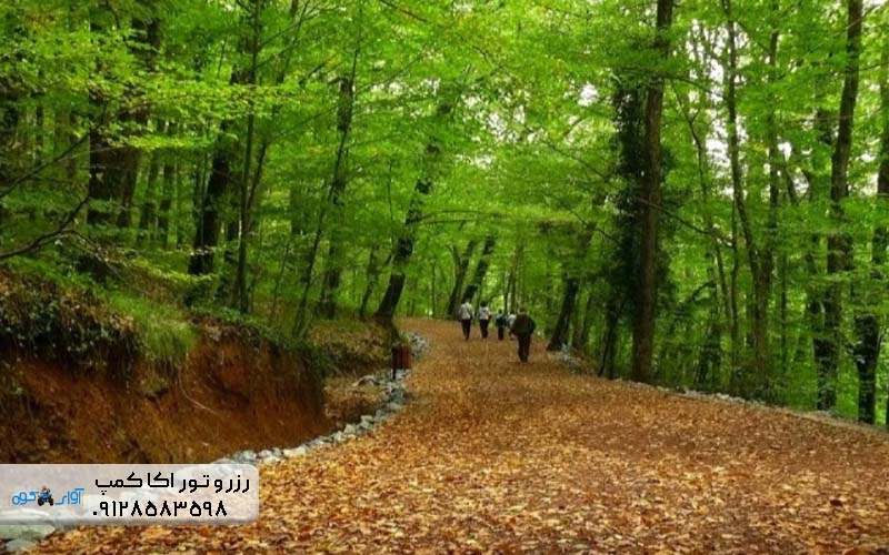 جنگل الیمستان کجاست؟